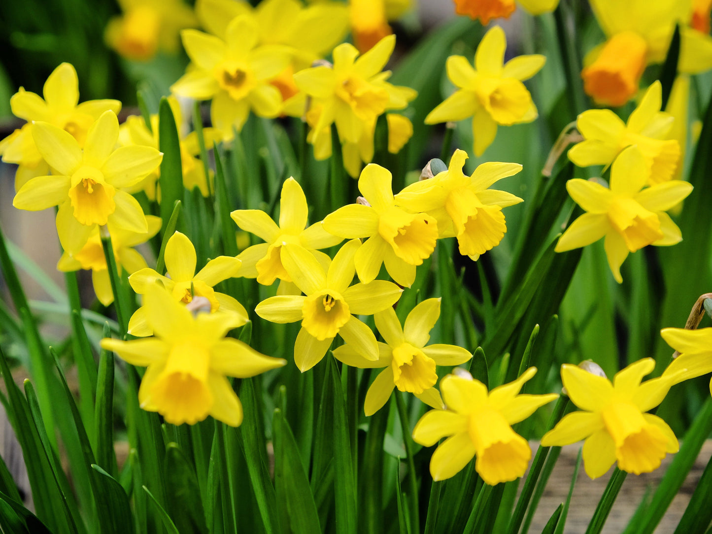 Narcissus 'TÃªte-Ã -tÃªte' - Dwarf Scented Daffodil (8/16 Bulbs)