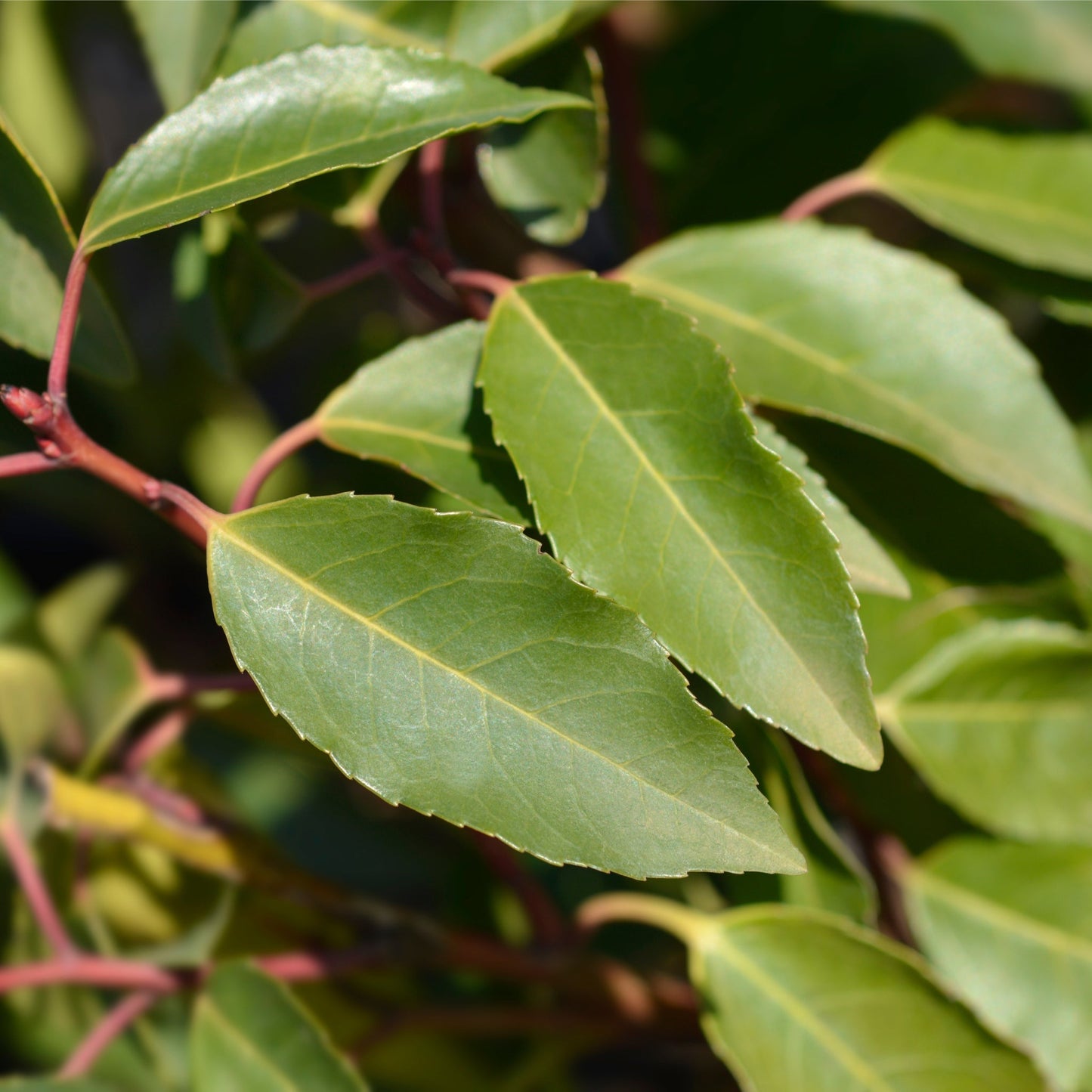 Portuguese Laurel | Prunus lauroceras 'Angustifolia'.