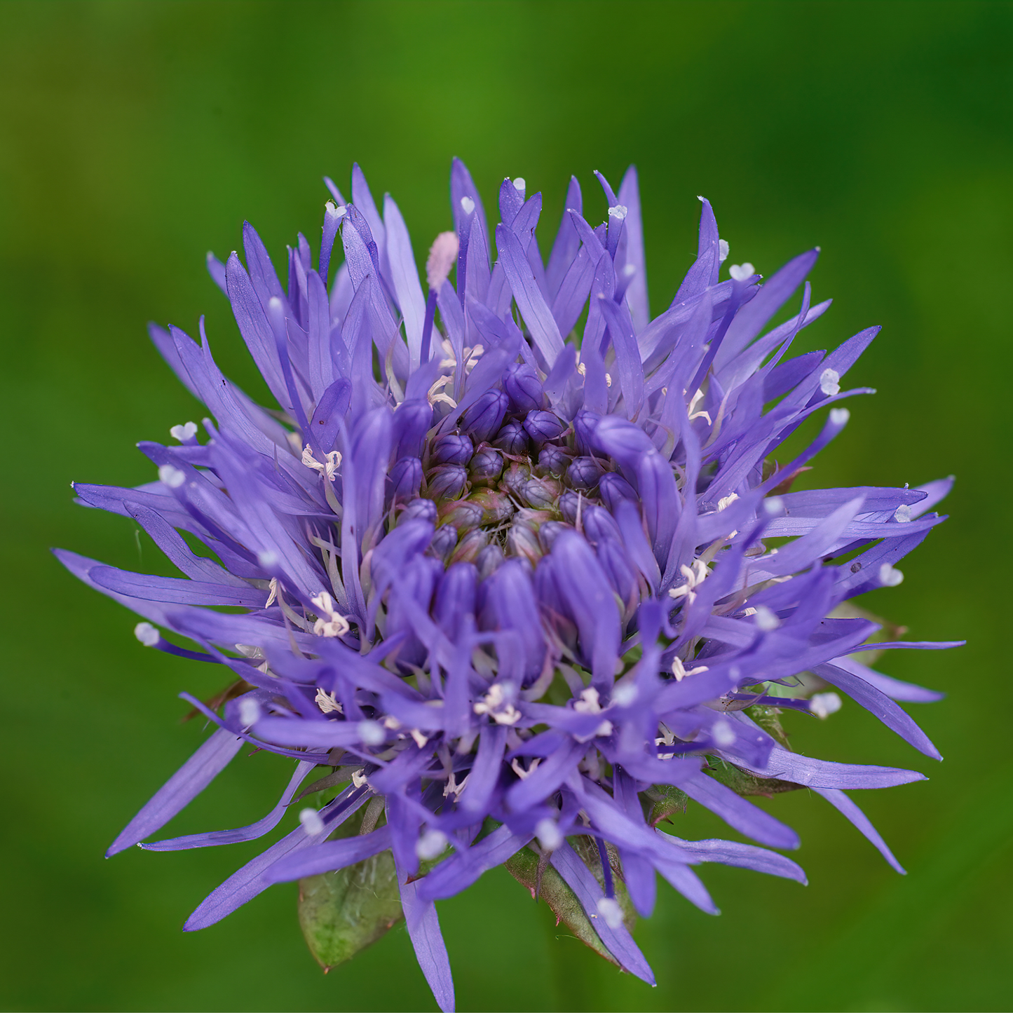 Jasione laevis Blue Light 2L