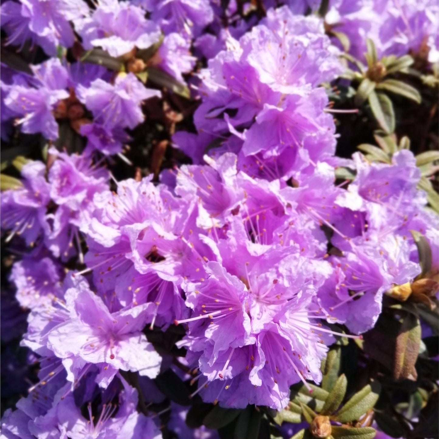 Rhododendron 'Azurika' 2L