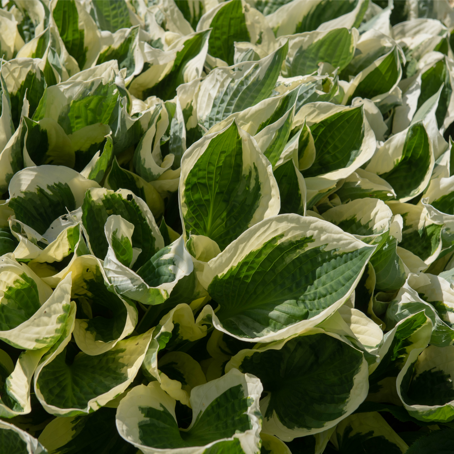 Hosta 'Patriot' 9cm