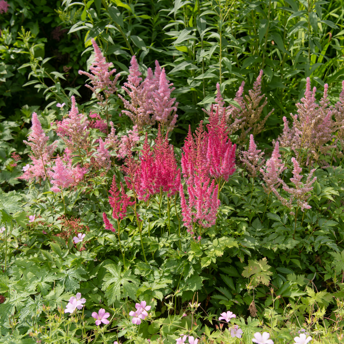 Low Maintenance Perennials Ready-made Border