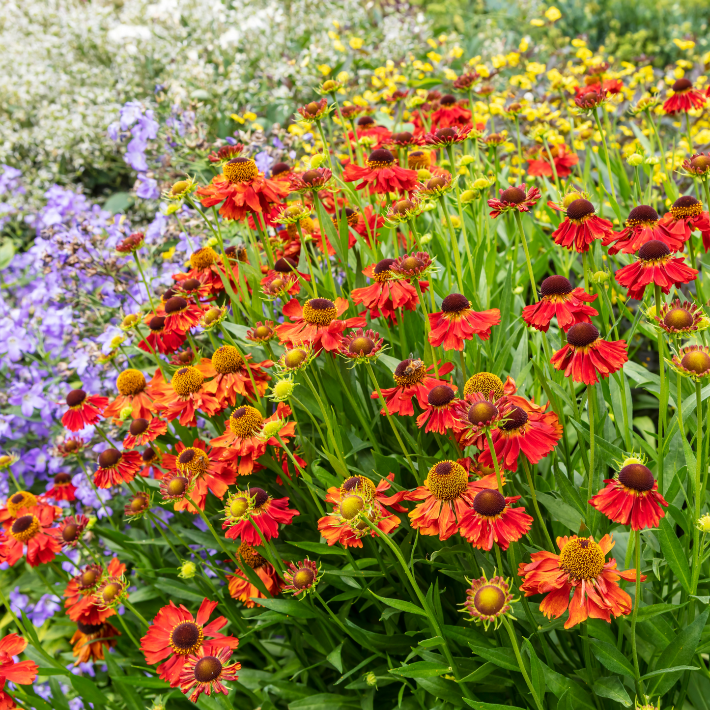 Low Maintenance Perennials Ready-made Border