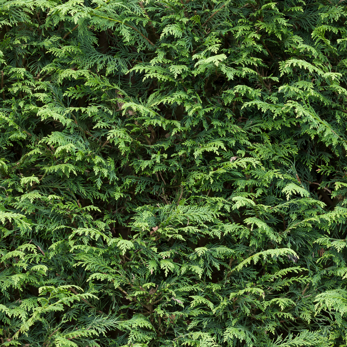 7ft Potted Green Cupressus Leylandii Hedging Conifers (210cm)