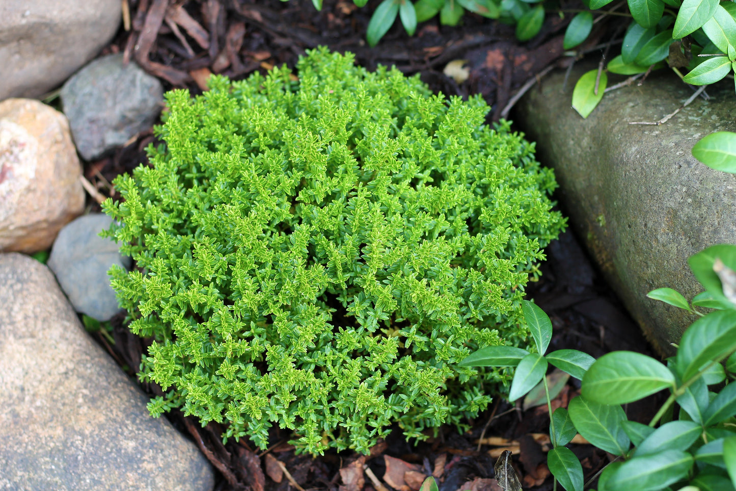 Hebe 'Emerald Gem' 'Green Globe' 9cm / 1L / 2L