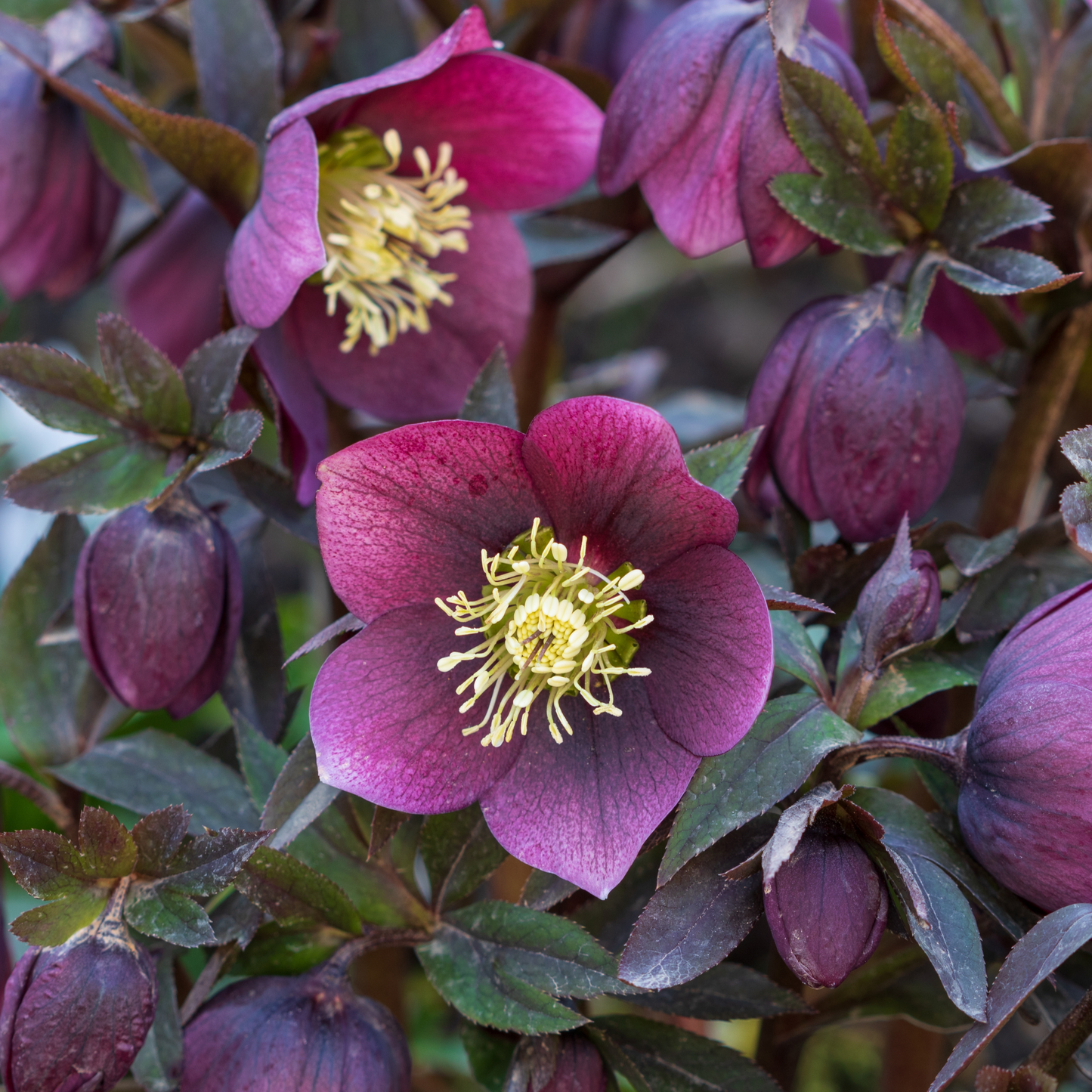 Mix of 3 Helleborus / Hellebore (3 x 9cm Pots)