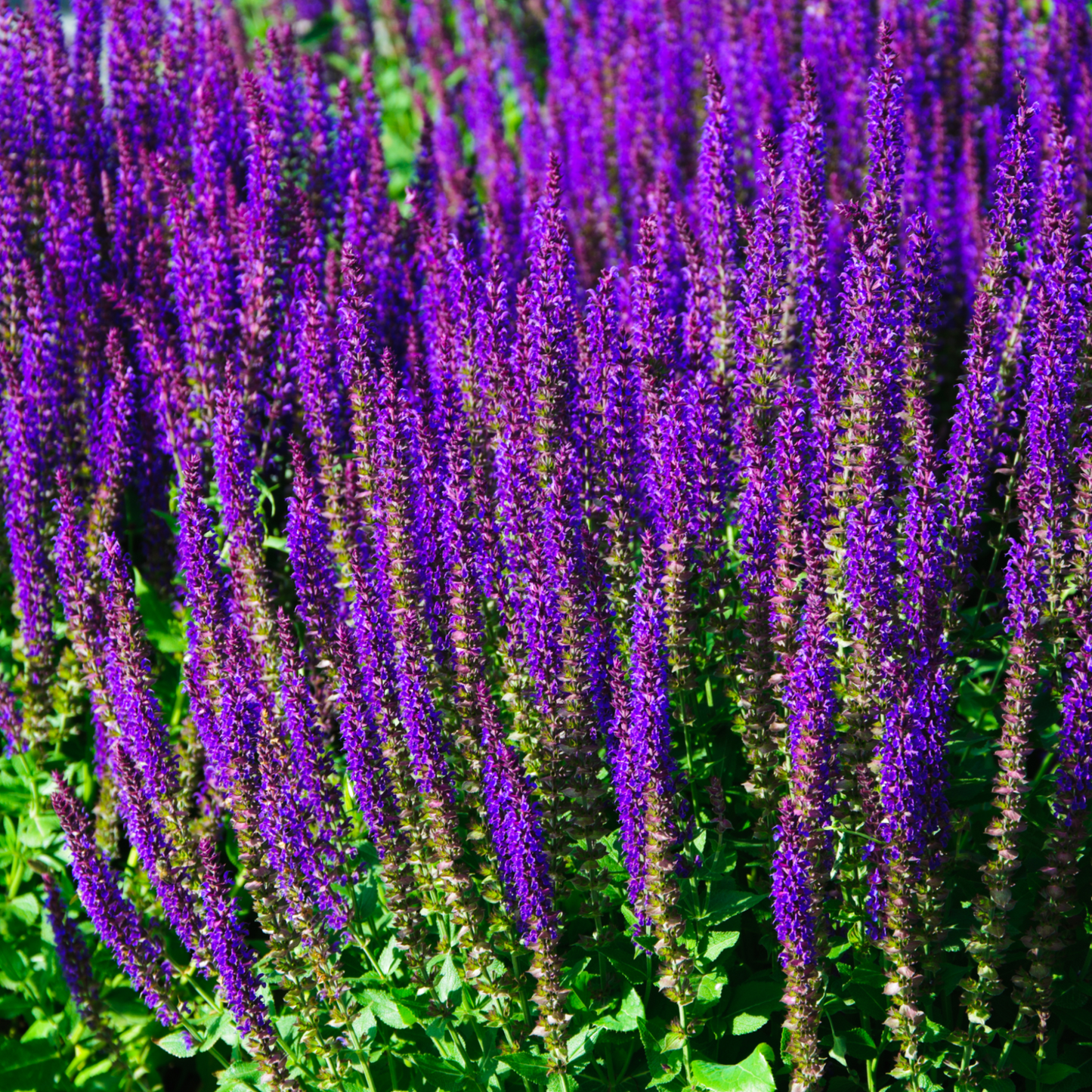 4 x Purple Flowering Perennials €“ 9cm Pots