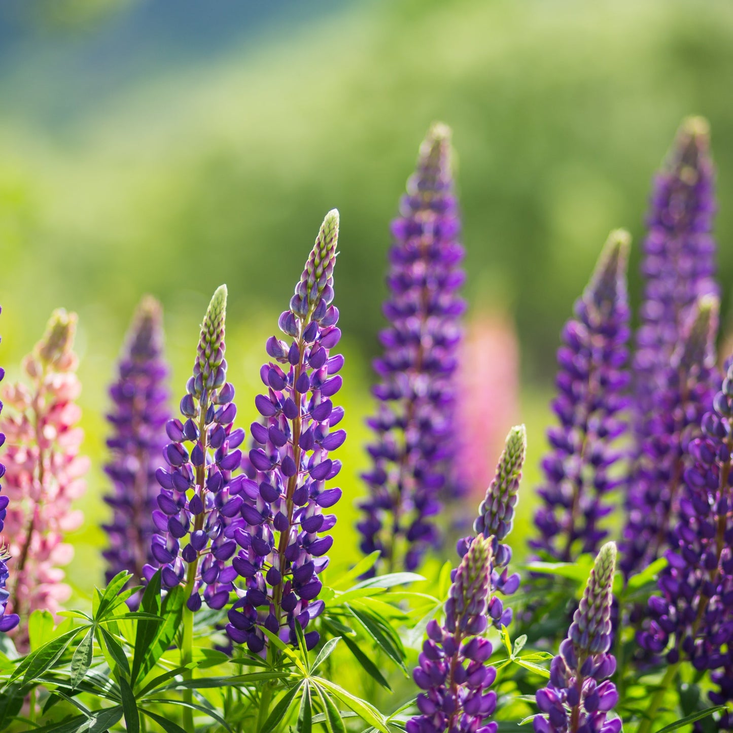 Lupin 'Gallery Blue' (Two Sizes Available)