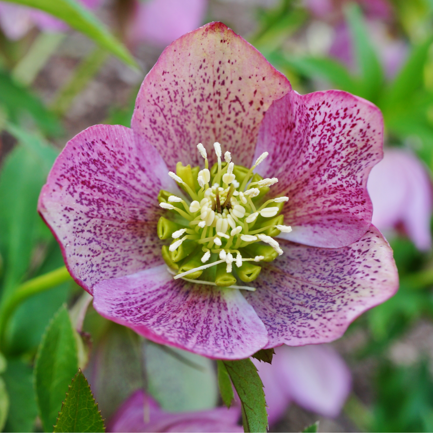 Hellebore/Helleborus orientalis - Pink (9cm)