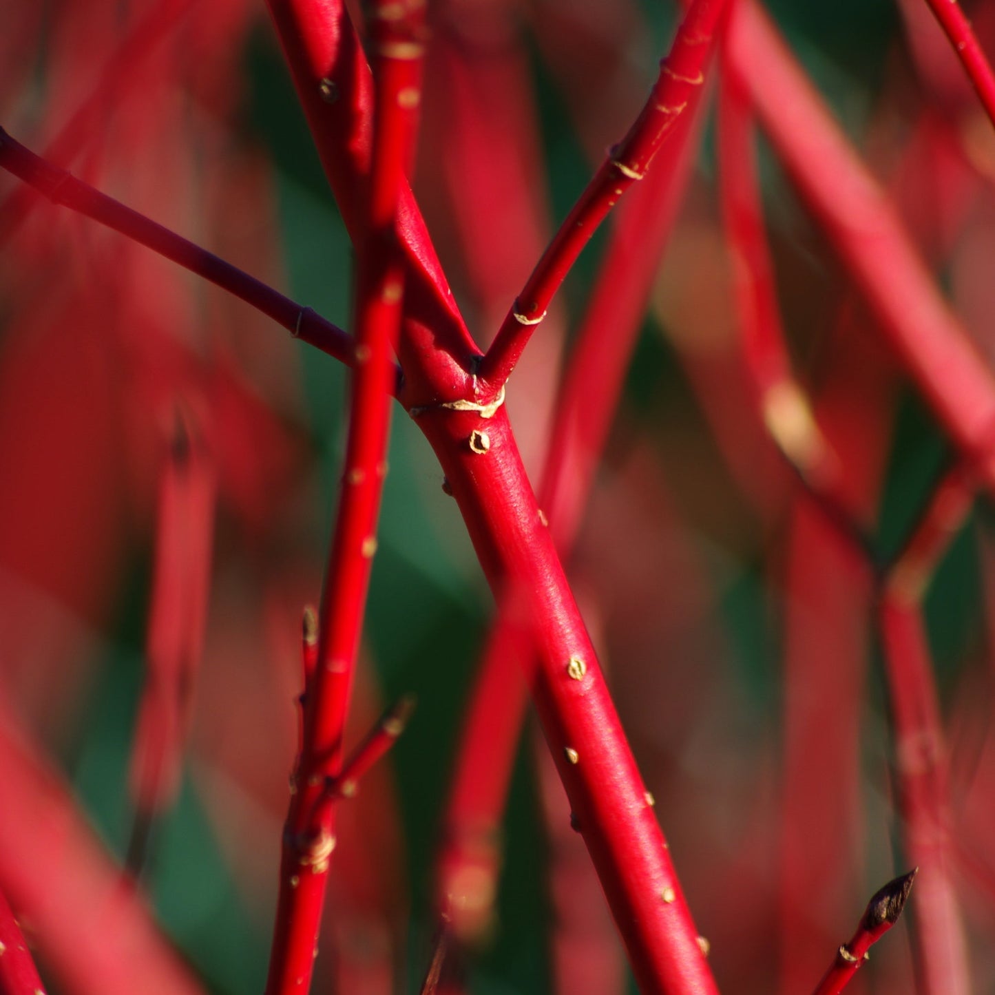 Cornus 'Sibirica' (Siberian Dogwood) 2L