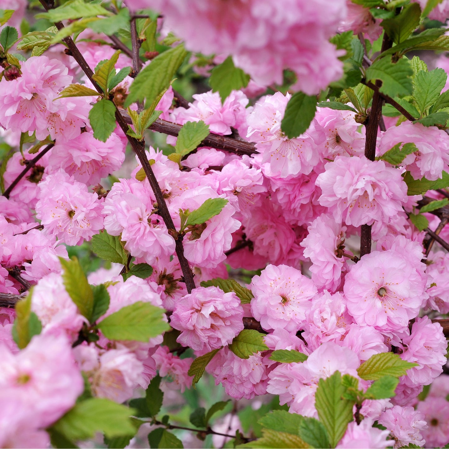 Prunus Triloba | Double Flowering Cherry-Almond Blossom Tree