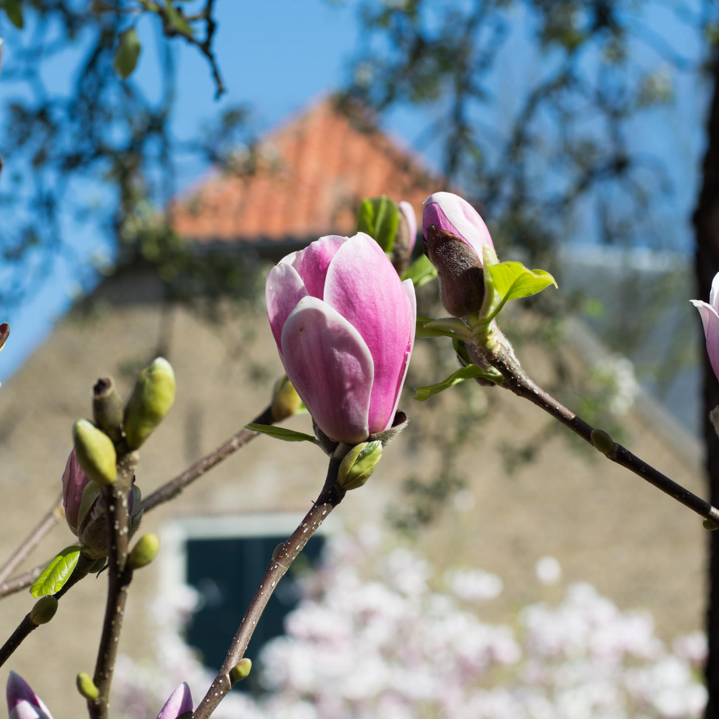 Magnolia 'George Henry Kern' 1/3L
