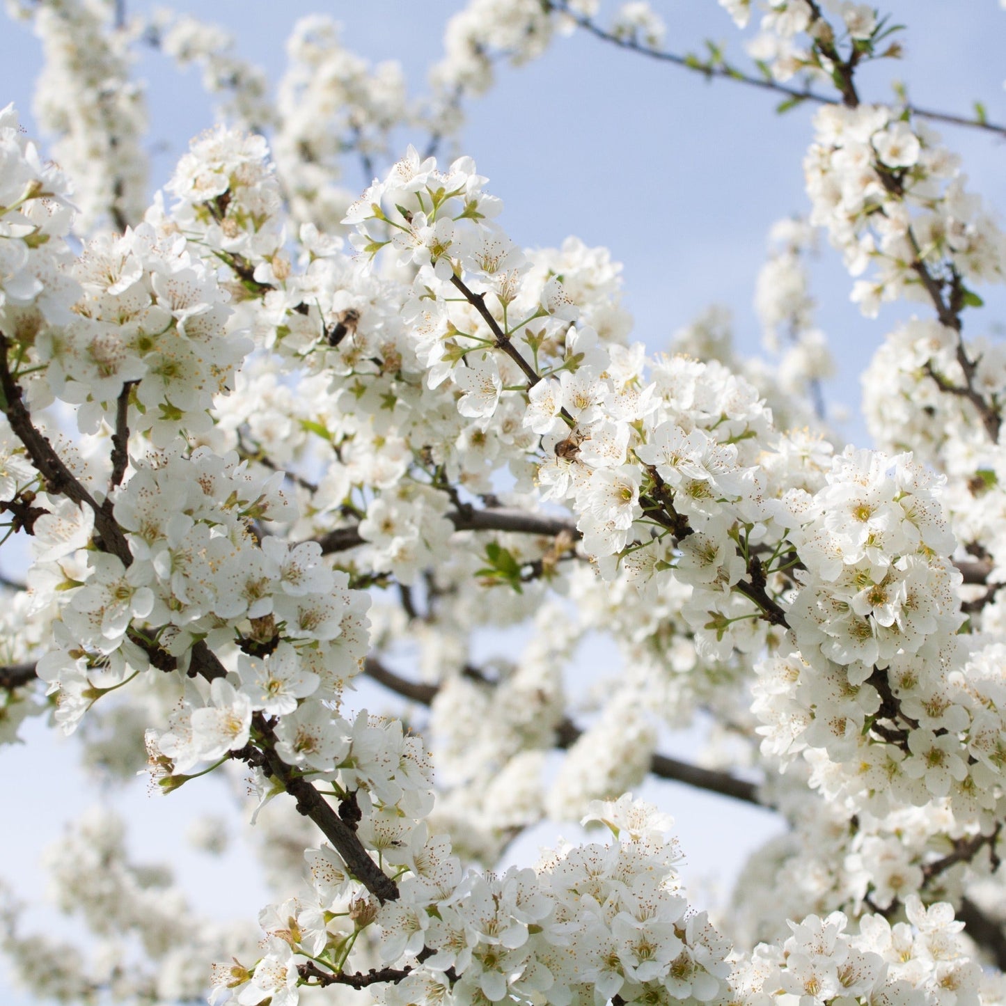 Ornamental Flowering Cherry Blossom Dwarf Tree -  Nipponica âBrilliant'