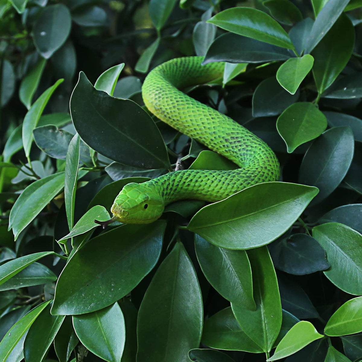 SIENON Realistic Fake Snakes Toy - Soft Rubber Snake Figures for Garden Deterrence, Pranks & Party Decor