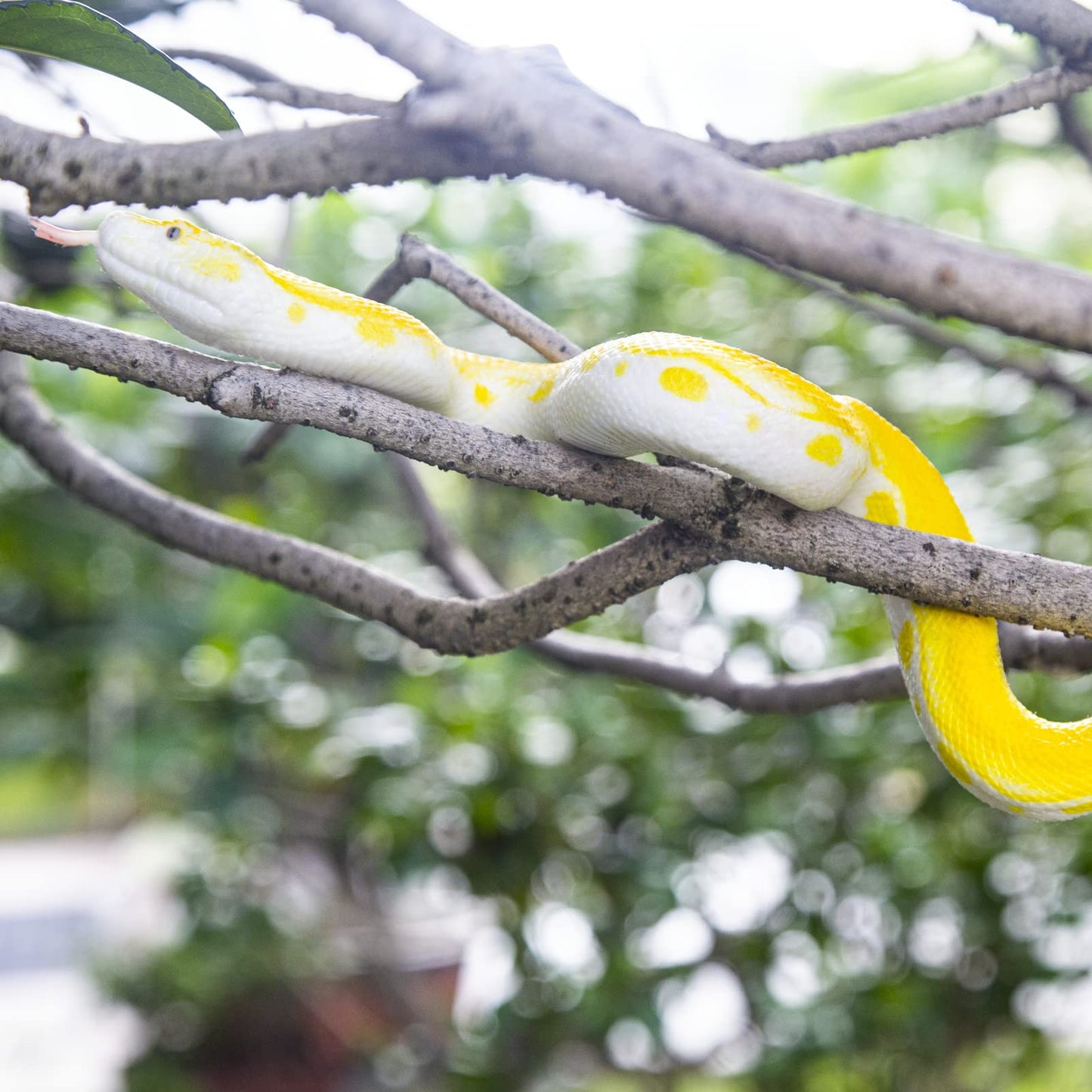 SIENON Realistic Fake Snakes – Soft Rubber Python & Cobra Figures for Garden, Pranks & Education
