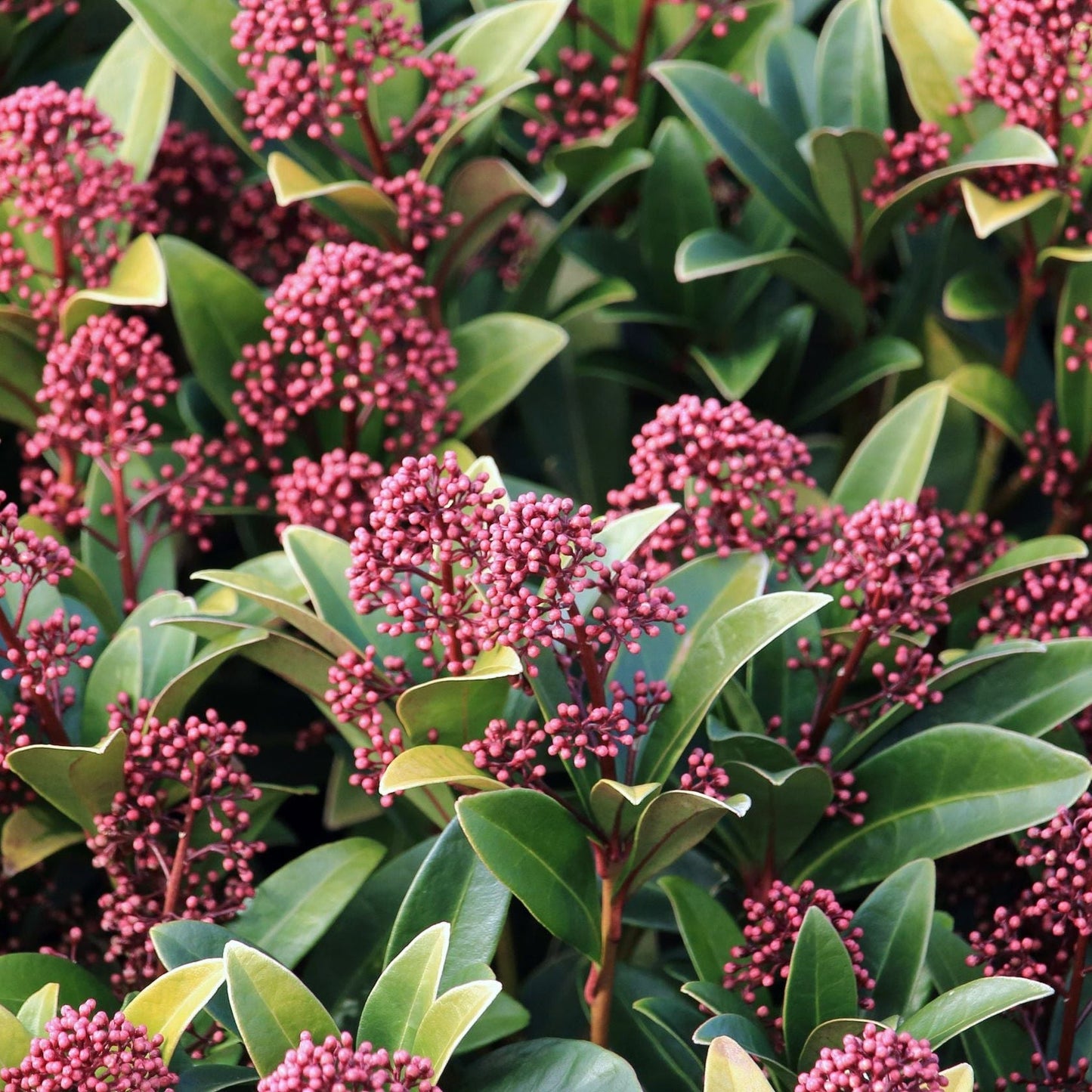 Skimmia japonica Rubella 9cm-5L