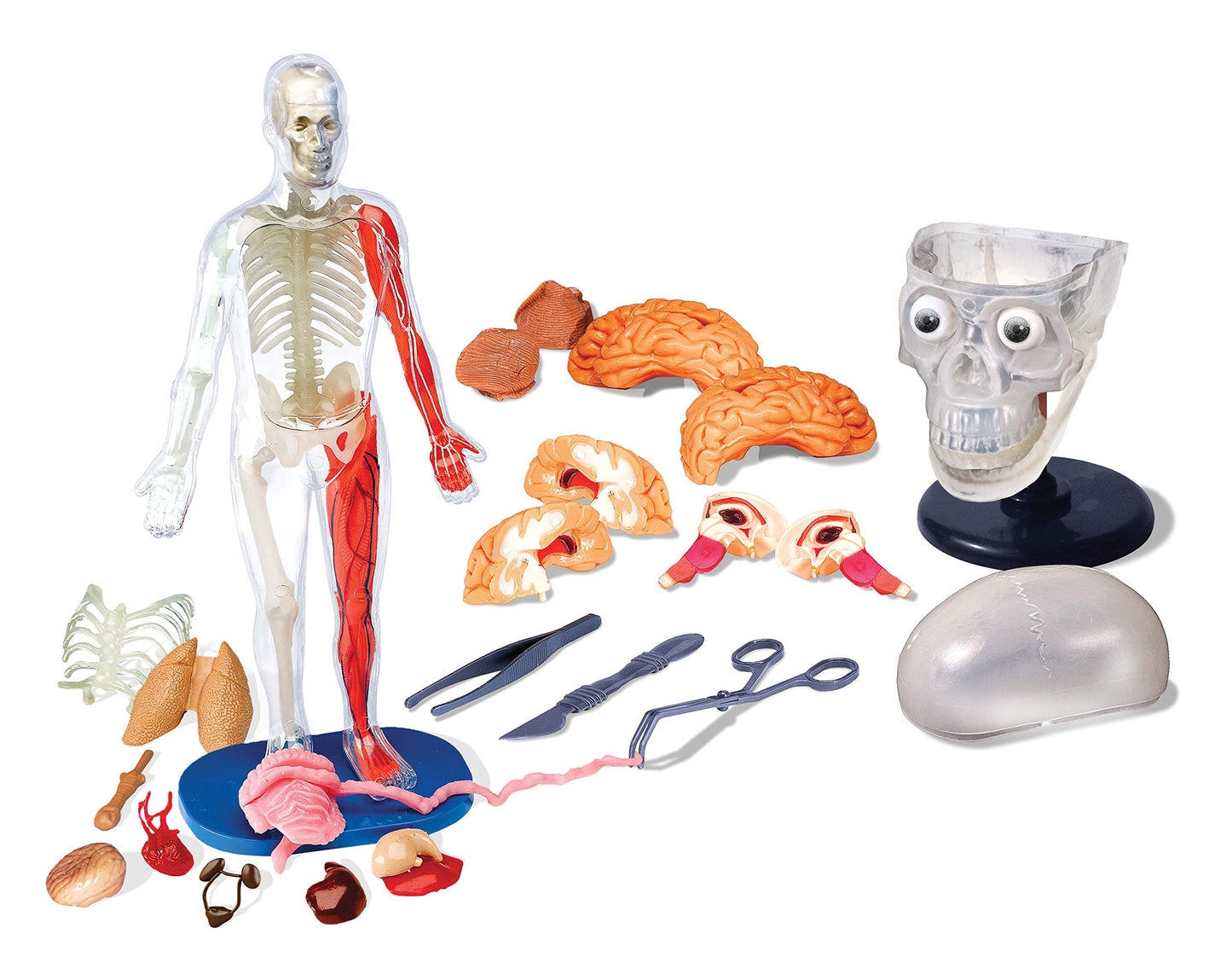 SMARTLAB Totally Squishy: 60-Piece Human Body Kit with 12-Inch Model & Glowing Eyeballs