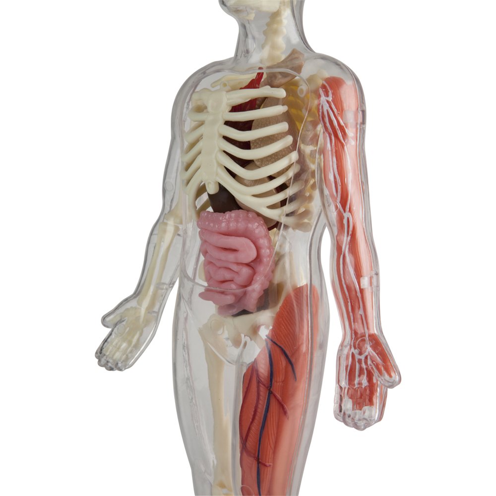 SMARTLAB Totally Squishy: 60-Piece Human Body Kit with 12-Inch Model & Glowing Eyeballs