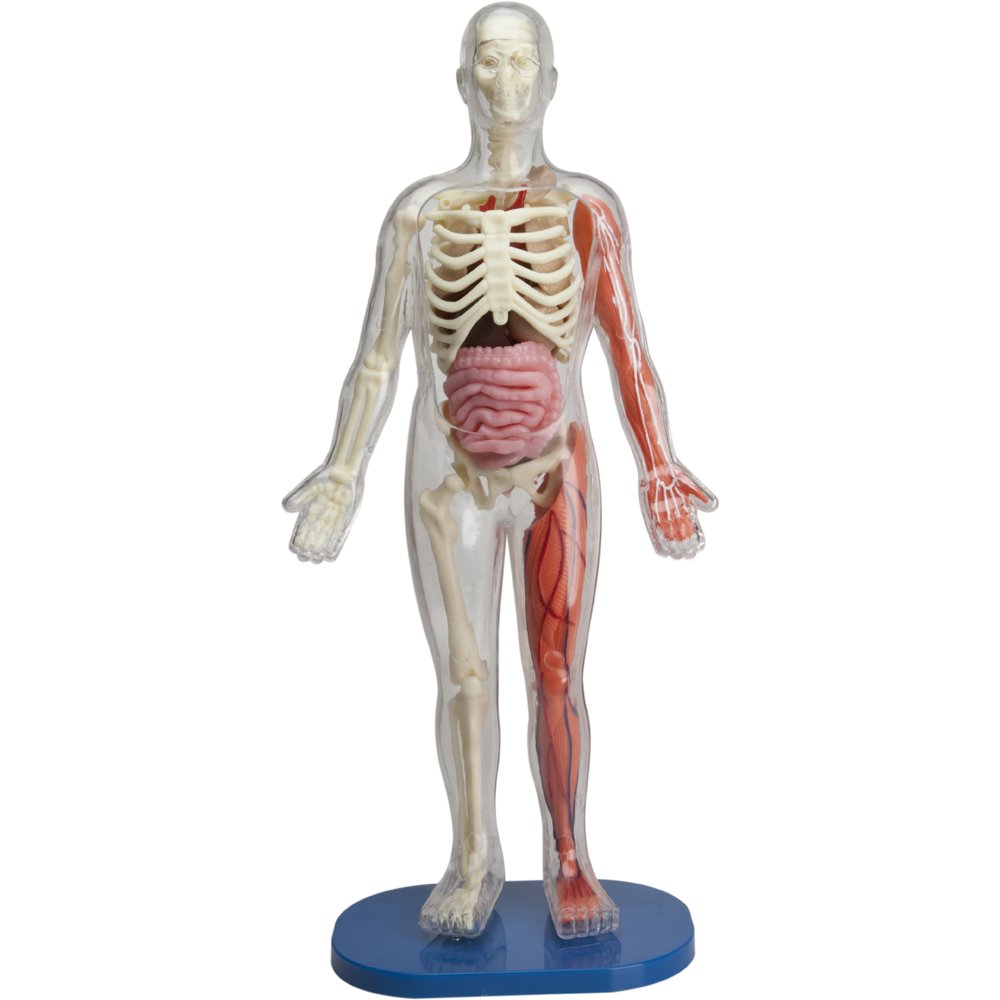 SMARTLAB Totally Squishy: 60-Piece Human Body Kit with 12-Inch Model & Glowing Eyeballs