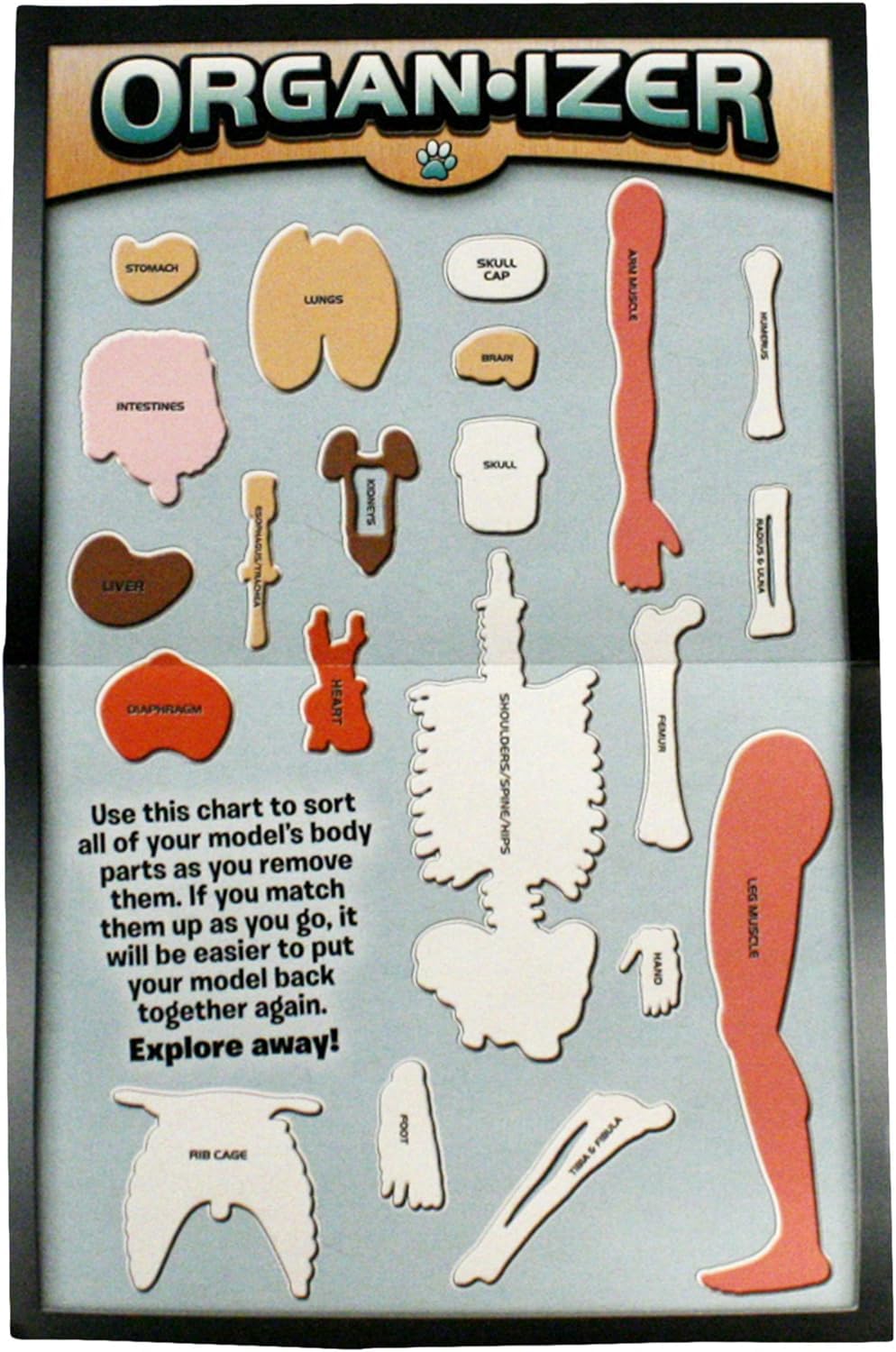 SMARTLAB Toys Squishy Human Body: 21 Removable Parts & Anatomy Book