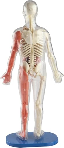 SMARTLAB Toys Squishy Human Body: 21 Removable Parts & Anatomy Book