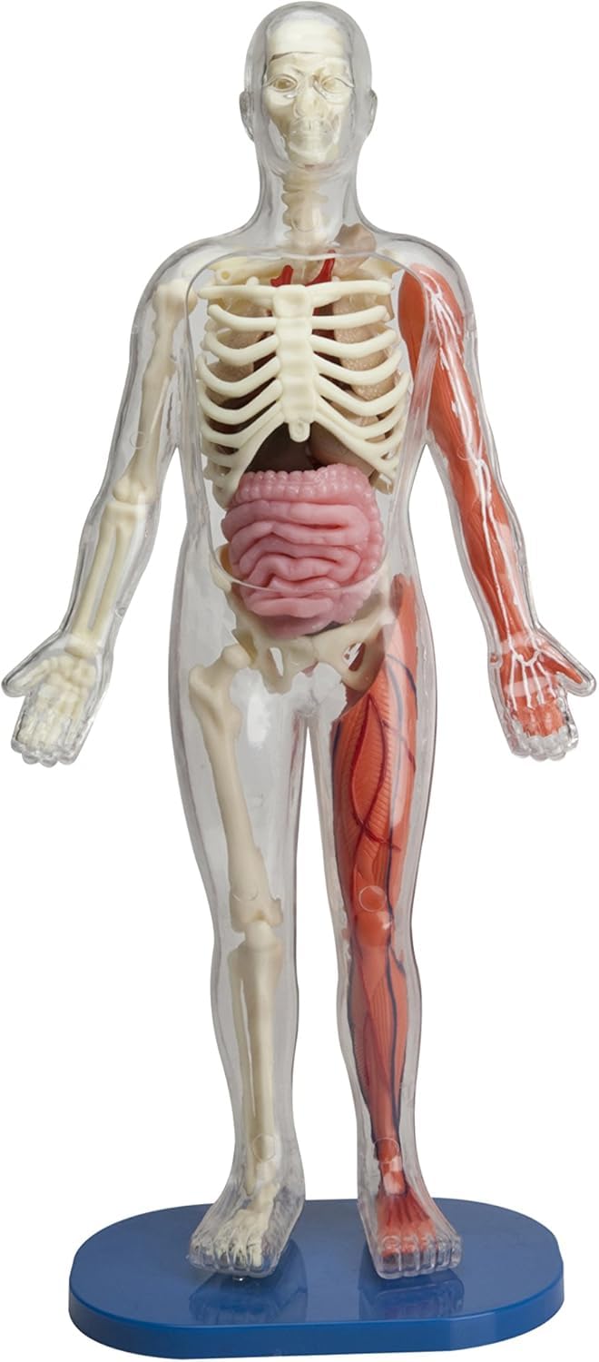 SMARTLAB Toys Squishy Human Body: 21 Removable Parts & Anatomy Book