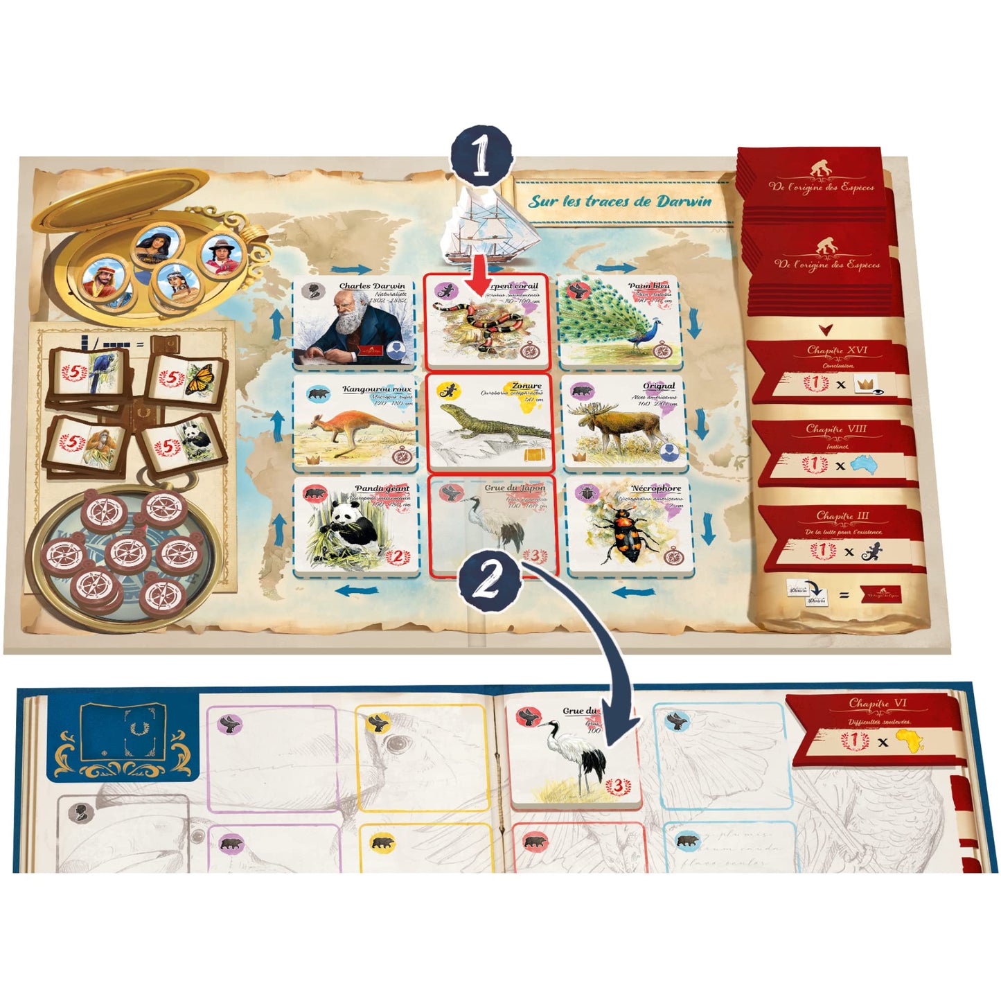 Sorry We Are French - In The Footsteps of Darwin | Mensa Select Winner | Family Tile-Laying Board Game