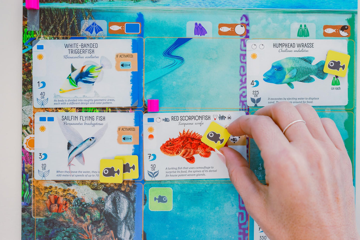 Stonemaier Finspan – Wingspan-Inspired Ocean Strategy Game for 1-5 Players | About 60 Minutes