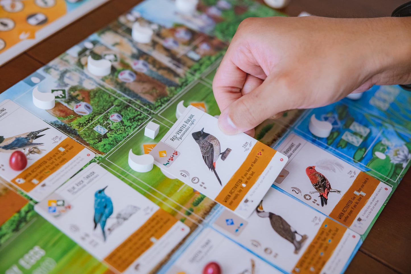 Stonemaier Games: Wingspan Asia by Elizabeth Hargrave | Standalone or Wingspan Expansion | 1-2 Players, 45-70 Mins