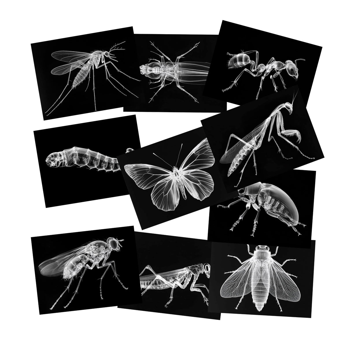 SZREGGIO Animal X-Ray Set – Educational Science Kit & Light Table Accessory for Kids (Farm, Wild & Sea Animals)
