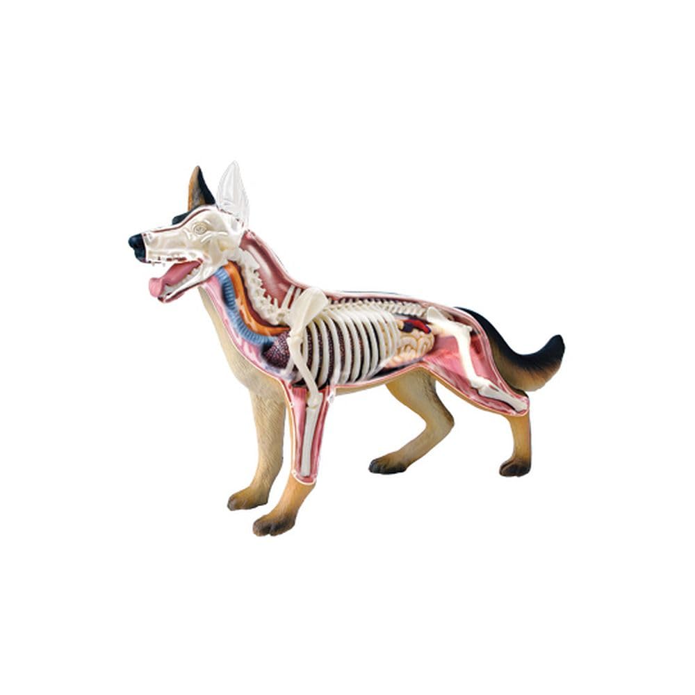 TEDCO 4D Vision Dog Anatomy Model – 28 Detachable Parts for Hands-On Learning