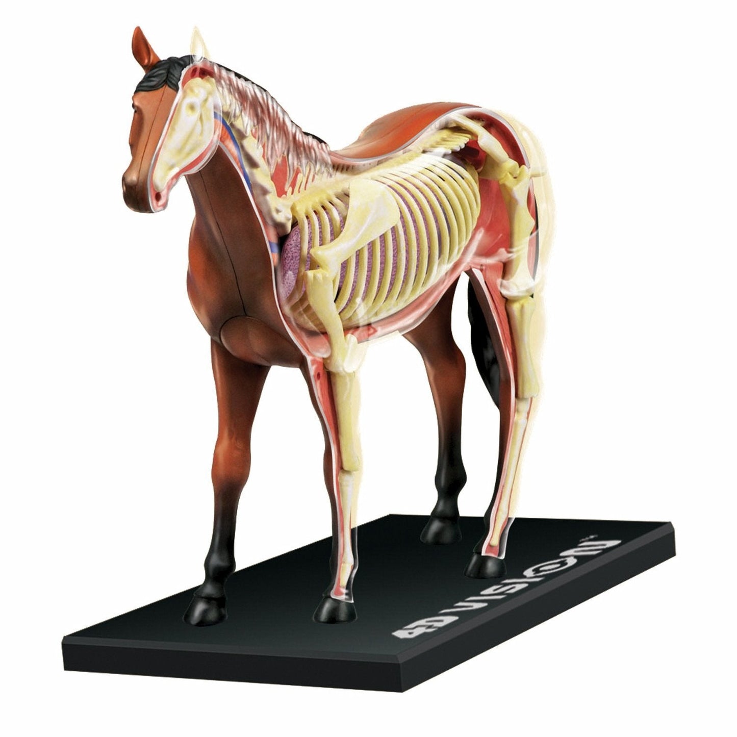 TEDCO 4D Vision Horse Model – 7-Inch Anatomy Kit with 25 Detachable Parts