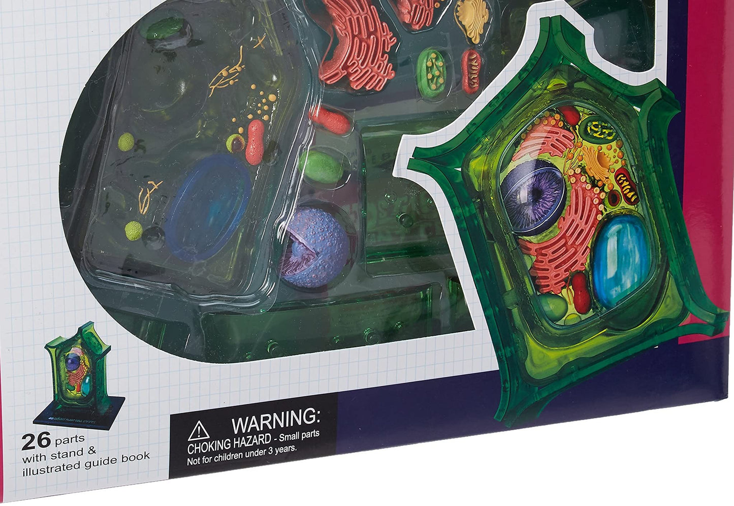 TEDCO Famemaster 4D Plant Cell Anatomy Model – 6-Inch with 24 Detachable Parts