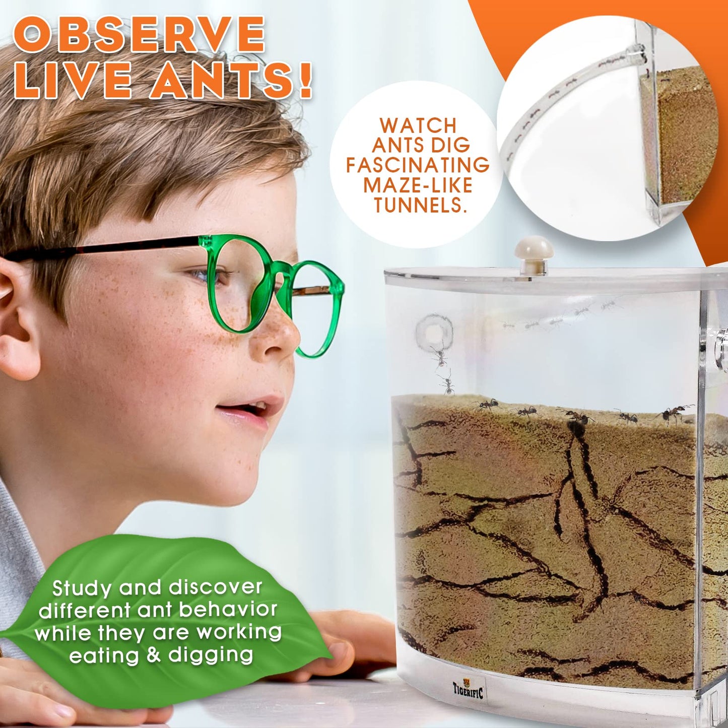 Tigerific Ant Farm for Kids – Real Sand Ant Colony Kit for Hands-On Science