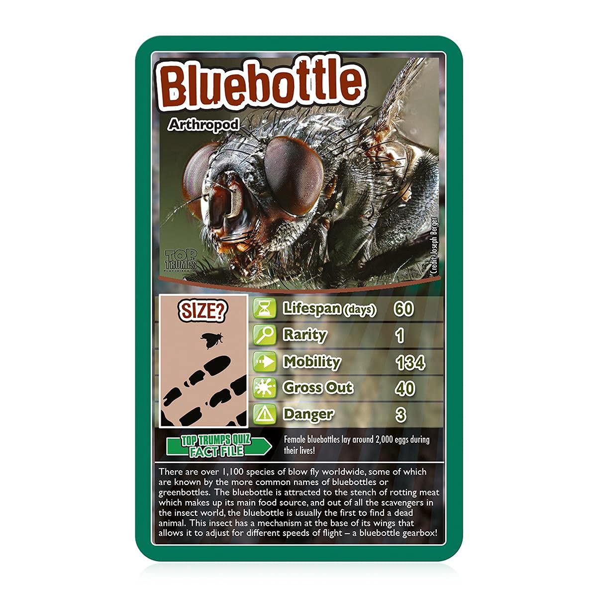Top Trumps Bugs Classics Card Game – Educational Gift for Kids 6+ (Black Widow, Tarantula, Praying Mantis & Ladybird) – 2+ Players