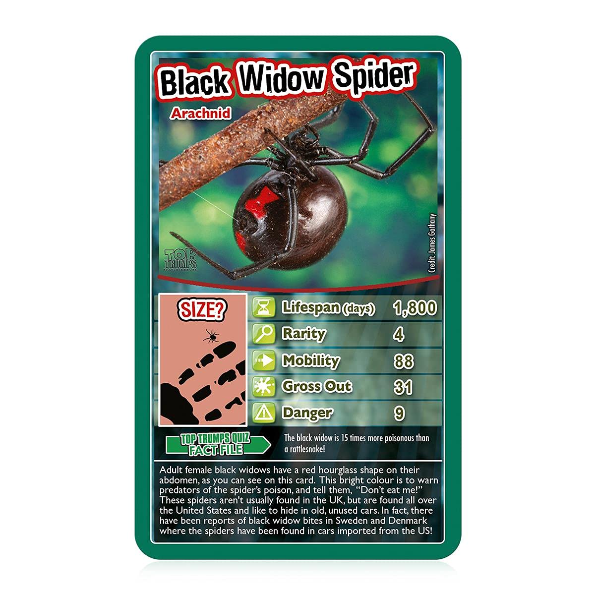 Top Trumps Bugs Classics Card Game – Educational Gift for Kids 6+ (Black Widow, Tarantula, Praying Mantis & Ladybird) – 2+ Players