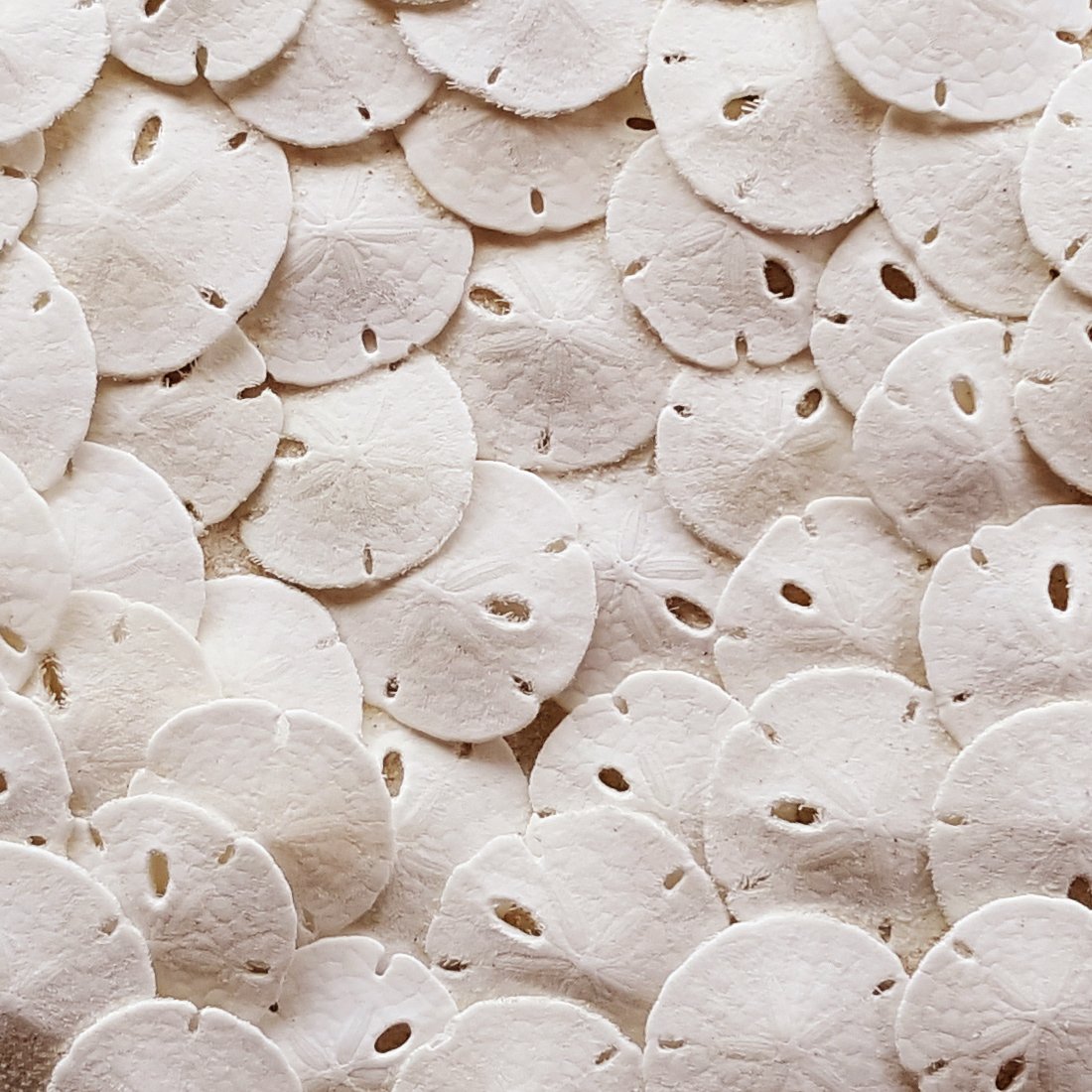 Tumbler Home Sand Dollars 50pcs – Under 1 Inch Tiny White Seashells for Crafts & Weddings