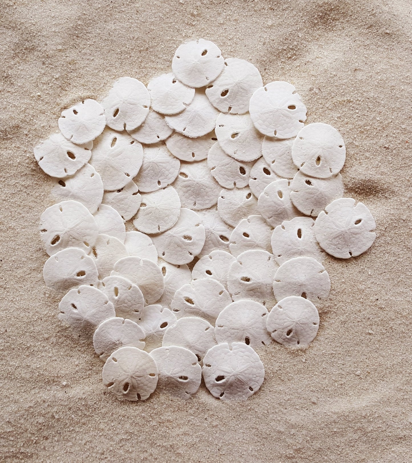 Tumbler Home Sand Dollars 50pcs – Under 1 Inch Tiny White Seashells for Crafts & Weddings