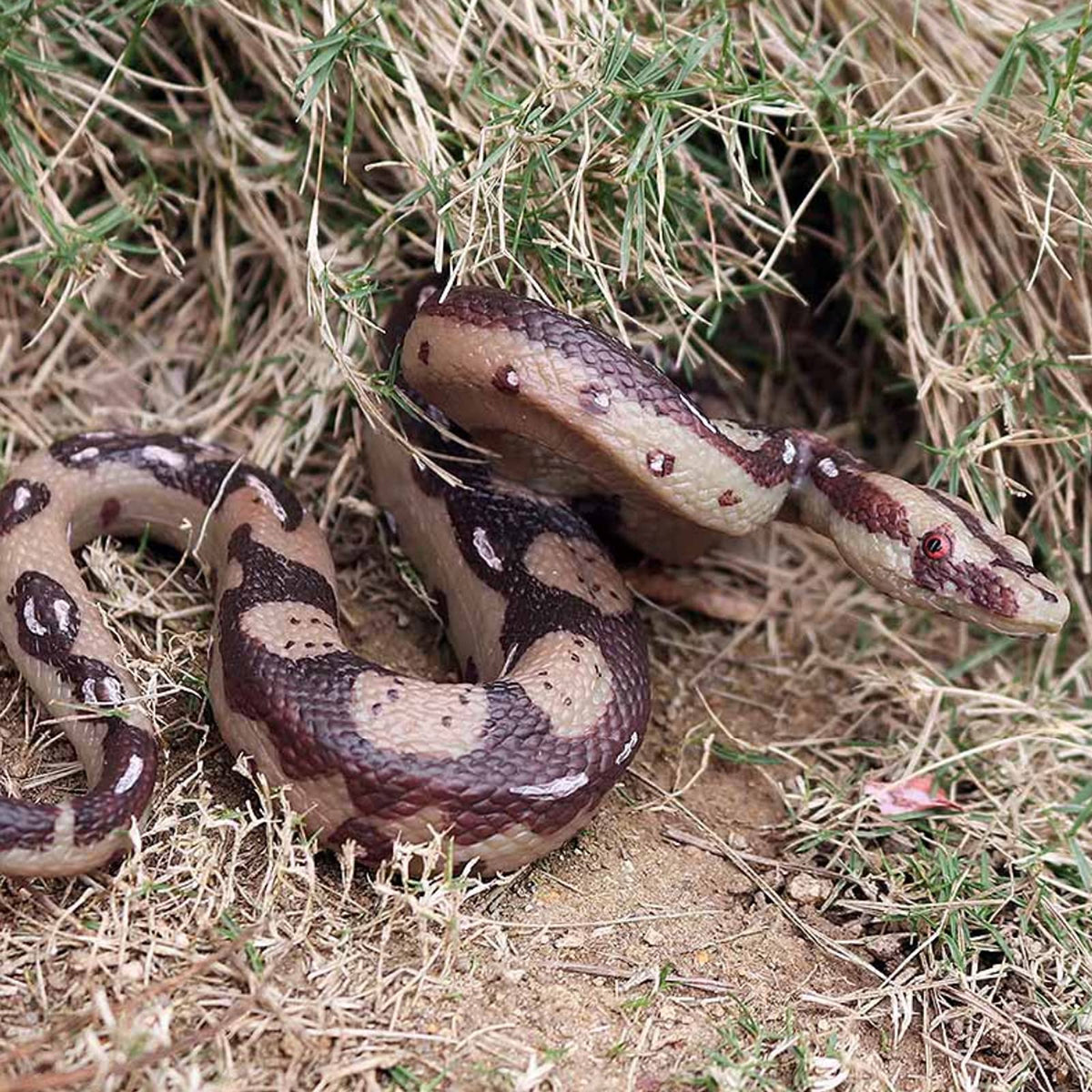 UANDME 2-Pack Realistic Fake Snakes Toy – Halloween Prank Props & Garden Deterrents