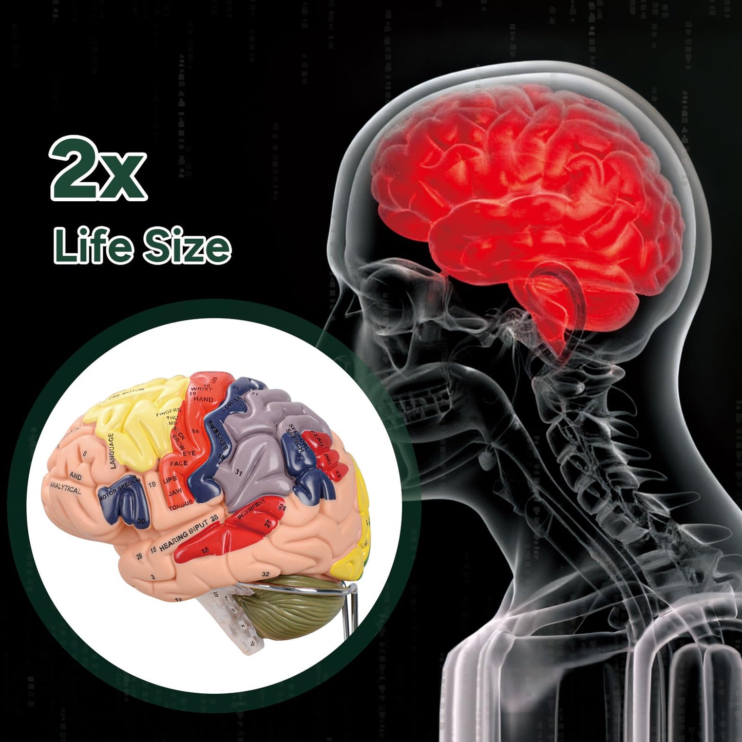 Ultrassist Brain Model – Labeled Neuroanatomy Kit with Study Guide