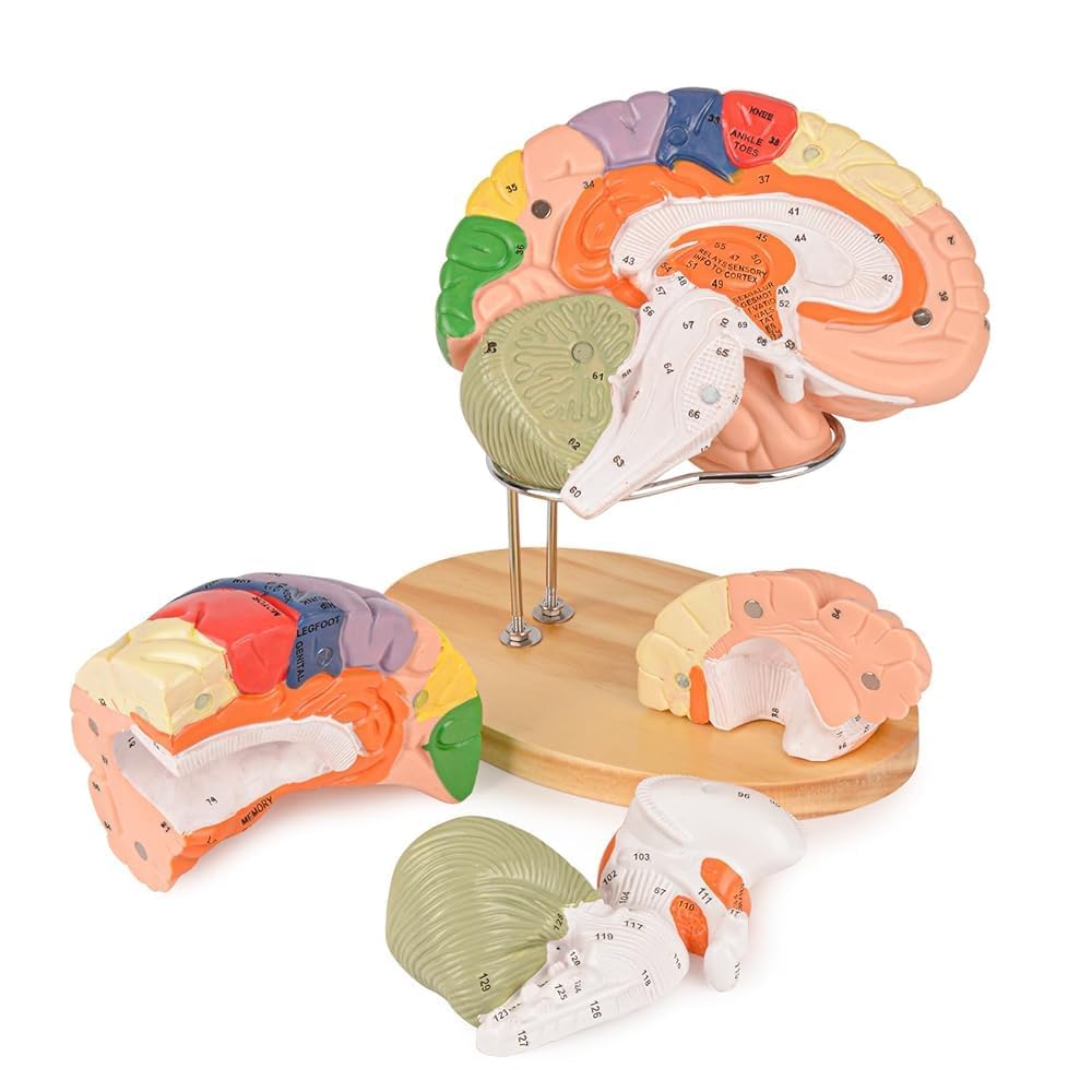 Ultrassist Brain Model – Labeled Neuroanatomy Kit with Study Guide