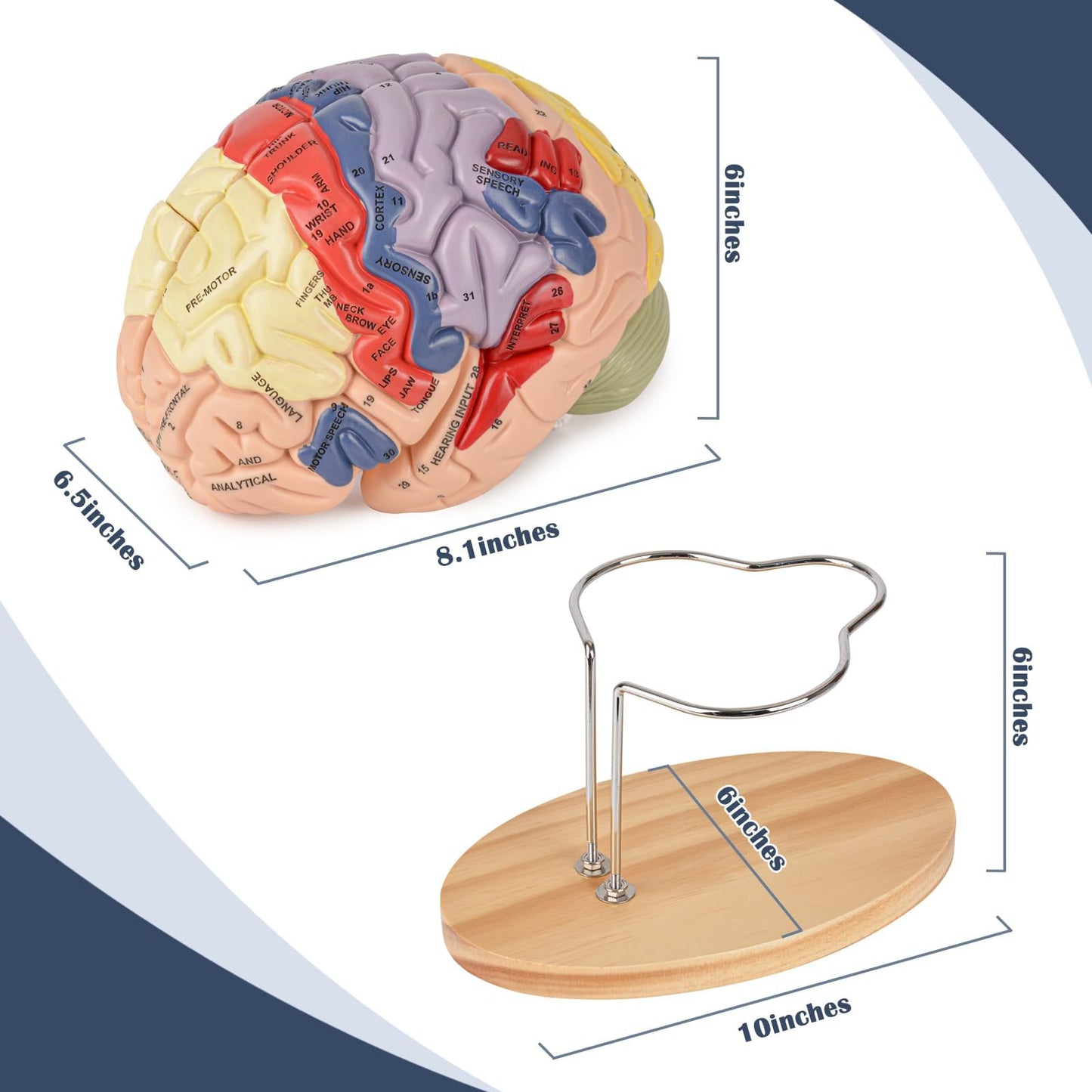 Ultrassist Brain Model – Labeled Neuroanatomy Kit with Study Guide