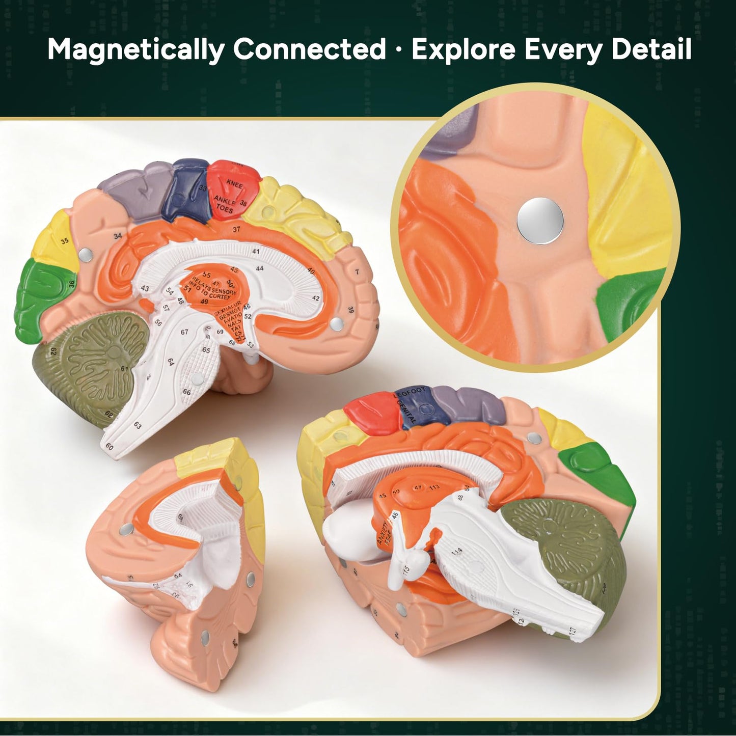 Ultrassist Brain Model – Labeled Neuroanatomy Kit with Study Guide