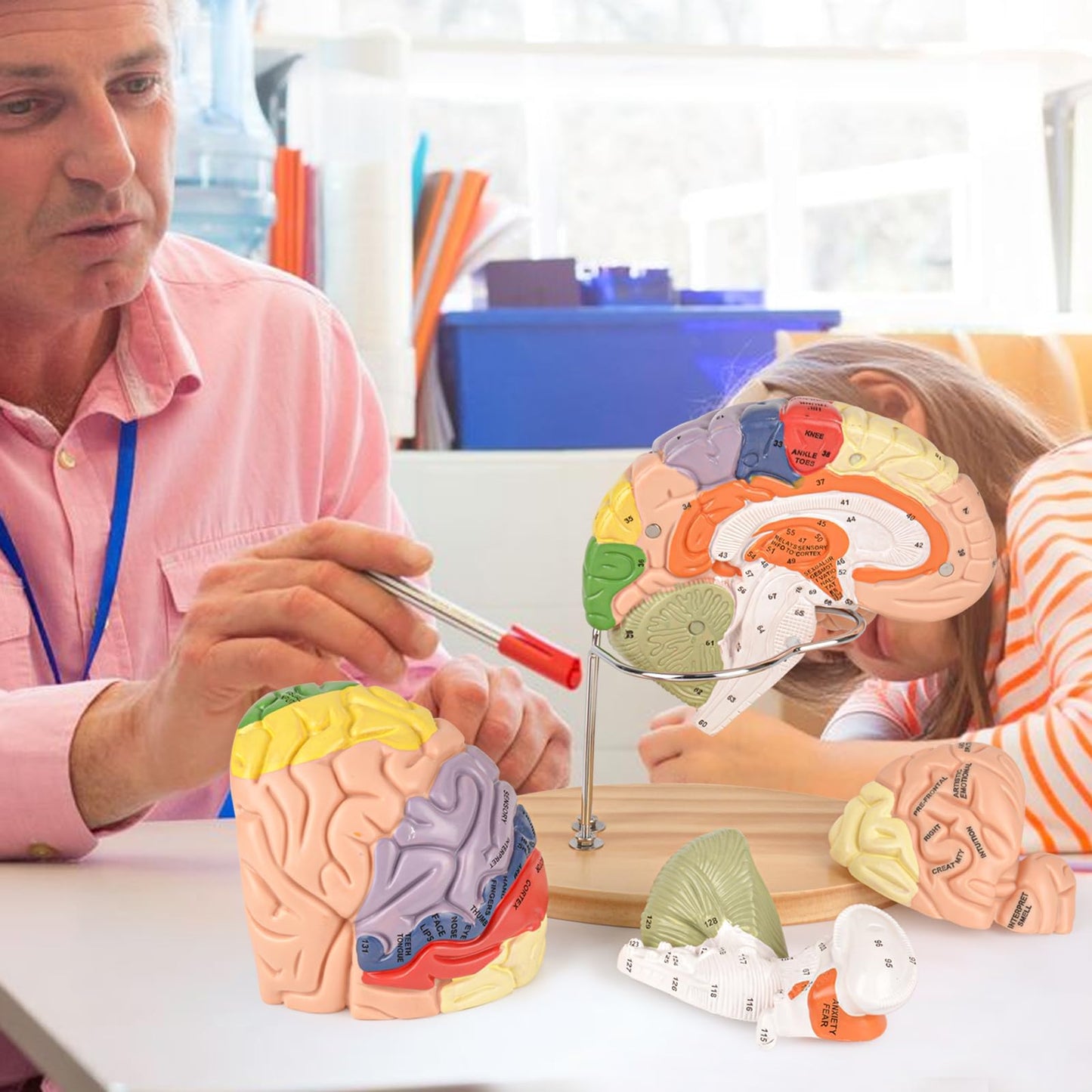 Ultrassist Brain Model – Labeled Neuroanatomy Kit with Study Guide