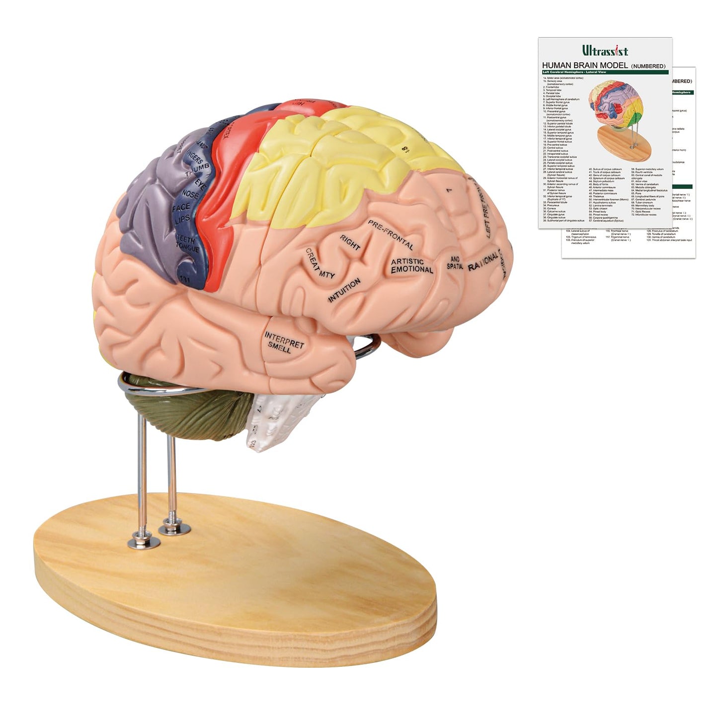 Ultrassist Brain Model – Labeled Neuroanatomy Kit with Study Guide