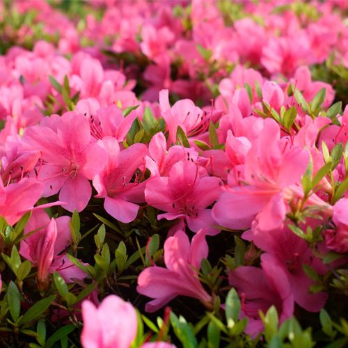 Azalea 'Roza' 1.5L