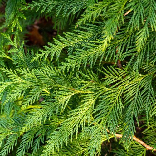 Thuja plicata 'Can Can' 9cm