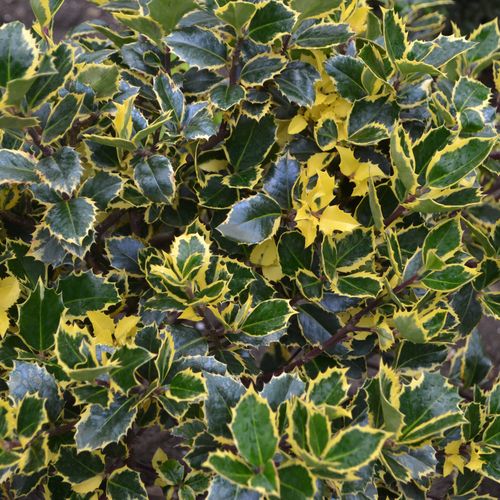 Ilex x altaclarensis  'Golden King' | Variegated Holly 2L