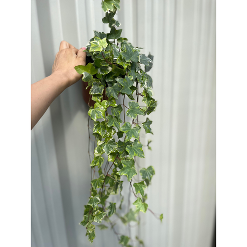 Hedera Helix - Trailing Variegated Ivy (9cm/14cm Pots)