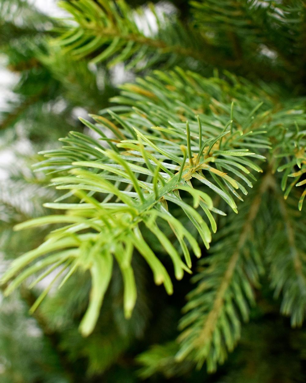 Grandis Fir 6ft Artificial Christmas Tree
